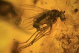 Fly, Wasp & Spider Exuviae In Baltic Amber #123415-1